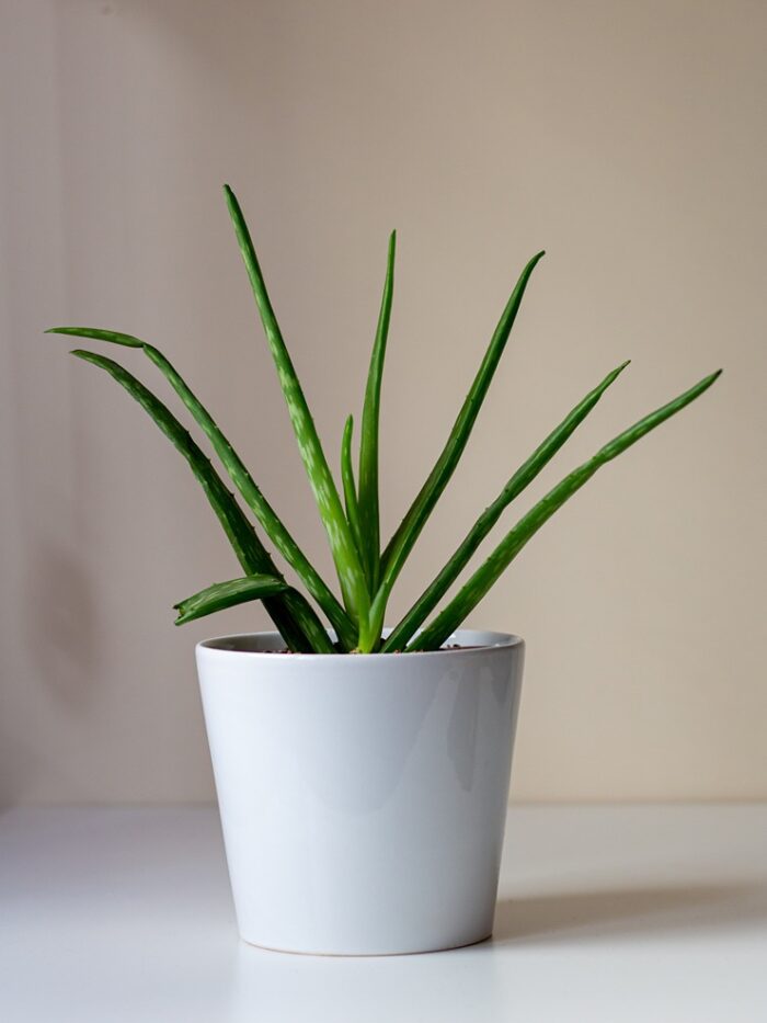 White Pottery Vase