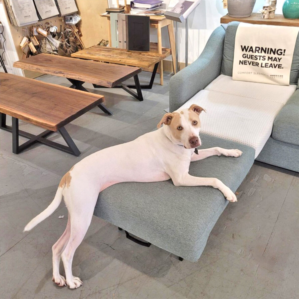 A shot of Ginger on an opened sleeper sofa, representing the pet-resistant living room furniture available at Fraser Wood Elements.