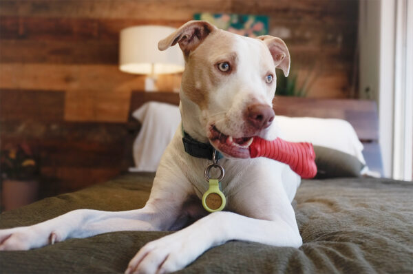 Ginger, the shop dog of Fraser Wood Elements, lying on a quality bed made by Copeland, sitting happily with her chew toy.